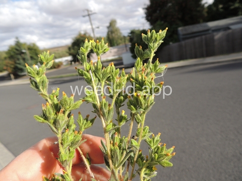 tarweed, cluster